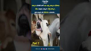 భారతదేశం లో ఈరోజుల్లో ఆవు పరిస్థితి ఏంటి  | Adorable Mini Cows | Shortest Cows | KarSa Media