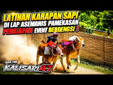Latihan Karapan Sapi Di Lap Asemanis Pamekasan Persiapan Even Bergengsi Ada Tim Kalisari 47.
