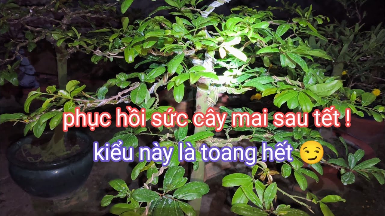 Phục hồi sức cây mai sau tết cách này là toang hết, //15-1ÂL.