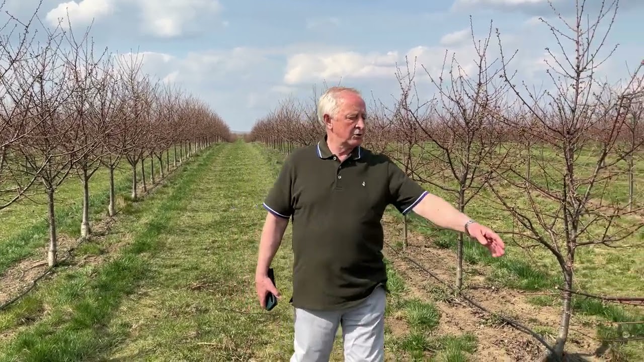 Koja sadnica višnje više plodonosi