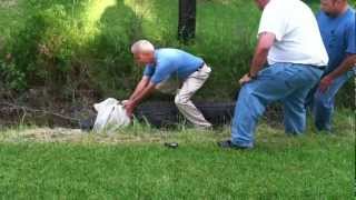 Gator Attacks Scientist From Nc Official Video 