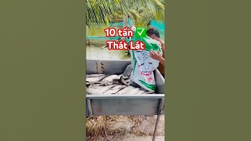 @giathuysan 🎉 Chúc mừng bà con An Giang thu 10 tấn Cá Thát Lát giá tốt 6X #cathatlat #thuysantv