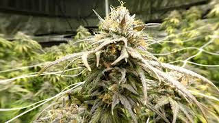 Grow Tent Medical LED Grow Round 2, Part 9 Pineapple Final Days