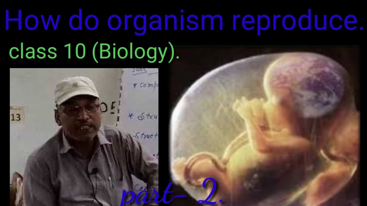 How do organism reproduce//Biology//Class 10. - YouTube