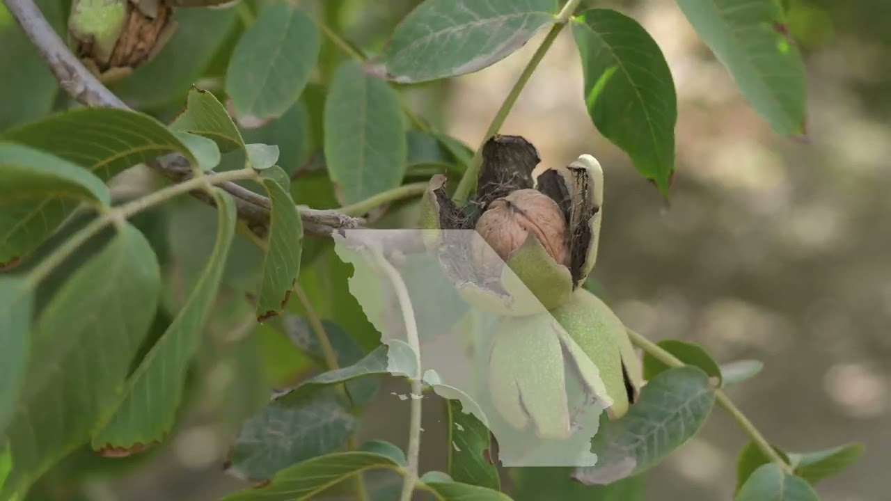 Zen Moment: A Look Inside the Walnut Orchard