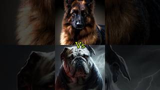 German Shepherd VS Bull dog #youtubeshorts