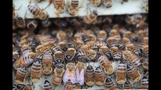 Buzzing Bee Challenge!!! News