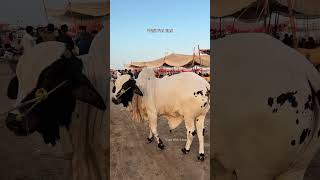 Wait For End😂. Northern bypass mandi 2026. #qurbanvlogs #qurbani2026 #mandi #cow #eiduladha #eid2026