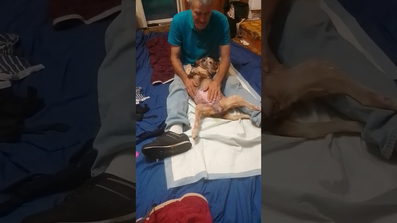 bladder expression rose