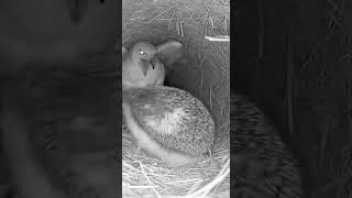 Sudden Shadow at a Haystack Cavity Nest Night