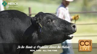Kolt Cattle Co Simple Choices Fall Production Sale Oct 2024_Oct20_15-07-18.mp4