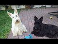 JUST ANOTHER BEAUTIFUL DAY WITH SCOTTISH TERRIERS AND LILY THE BUNNY! ❤ 🐰 🐾 🐾 🥰