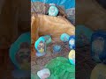 Belén del CEIP Severo Ochoa, Málaga 2º Ciclo video