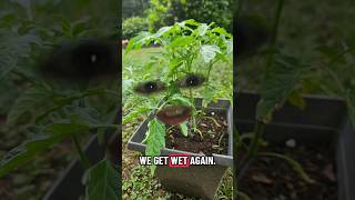 🚨Channel Rock News 🚨 ⚠️Live Weather update ⚠️#funny #comedy #fyp ##foryoupage