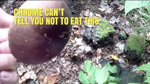 Chrome: For Foraging Ahead