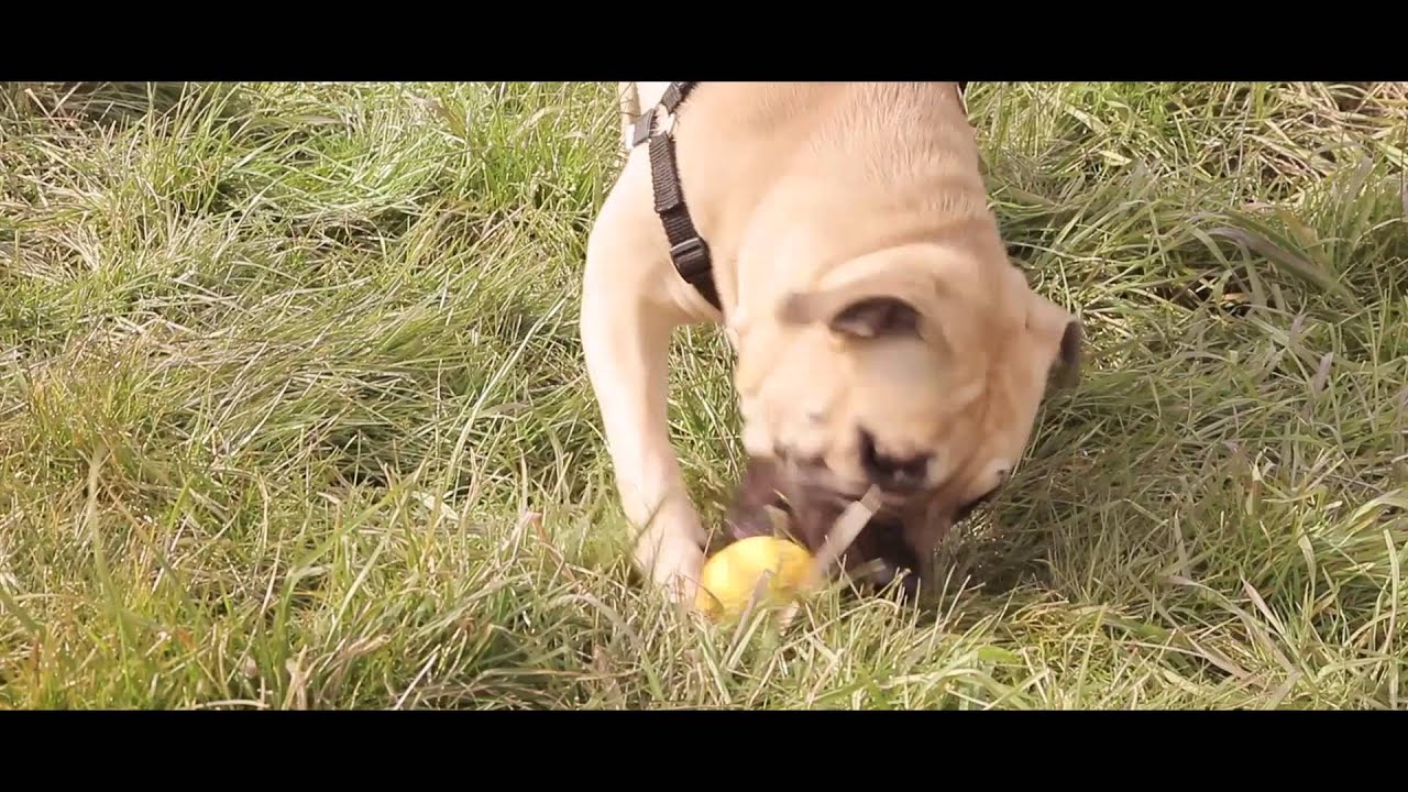 Discus Inspiratieclip: Er op uit met je hond - YouTube