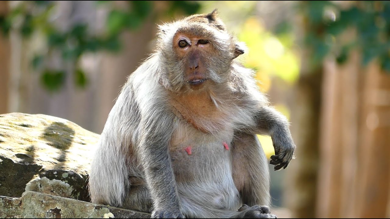 Million Pity Poor Old Monkey Tima