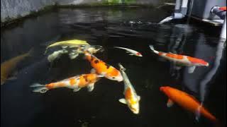 ASMR Menikmati Pagi Hari dengan Gemricik air kolam Ikan Koi