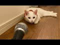 (White cat too) I tried adding an echo to the cat's meow lol