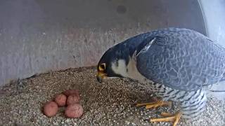 UCFC - Lizzie lays a 5th egg! 🥚🥚🥚🥚🥚 04/02/2026