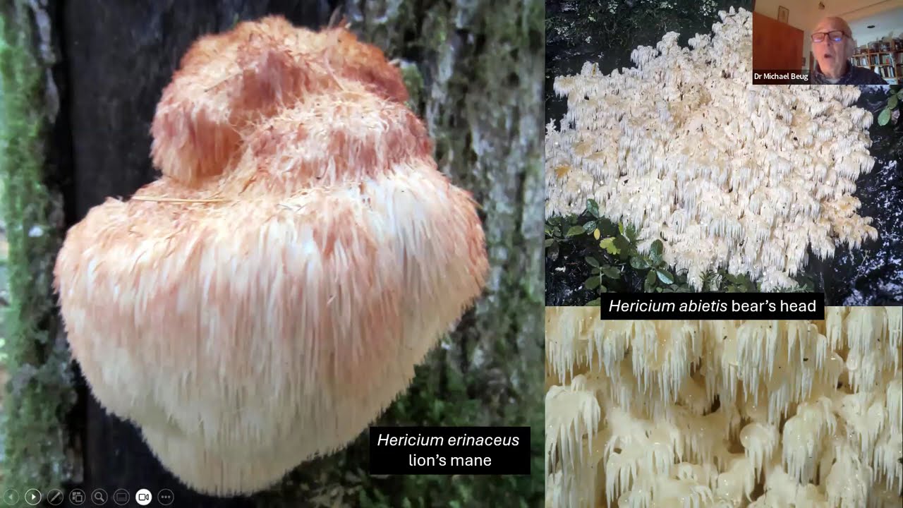 Mushrooms of the Pacific Northwest by Dr. Michael Beug