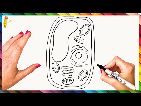How To Draw