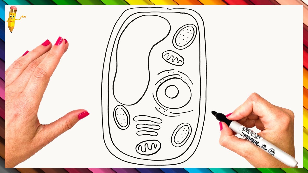 How To Draw A Plant Cell Step By Step Plant Cell Drawing Easy YouTube