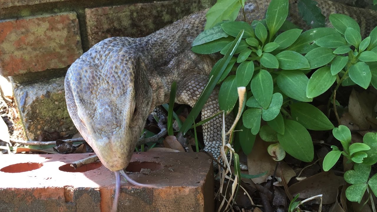bosc monitor baby Lizard on the Prowl for Bugs!