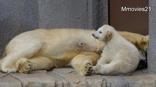 Polar Bear nursing  ~おっぱいの横飲み ホッキョクグマの赤ちゃん