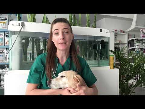 Βίντεο: 7 συμβουλές για τη φροντίδα του κατοικίδιου ζώου σας αυτό το χειμώνα