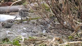 Common Redpolls in Toronto in January 2021