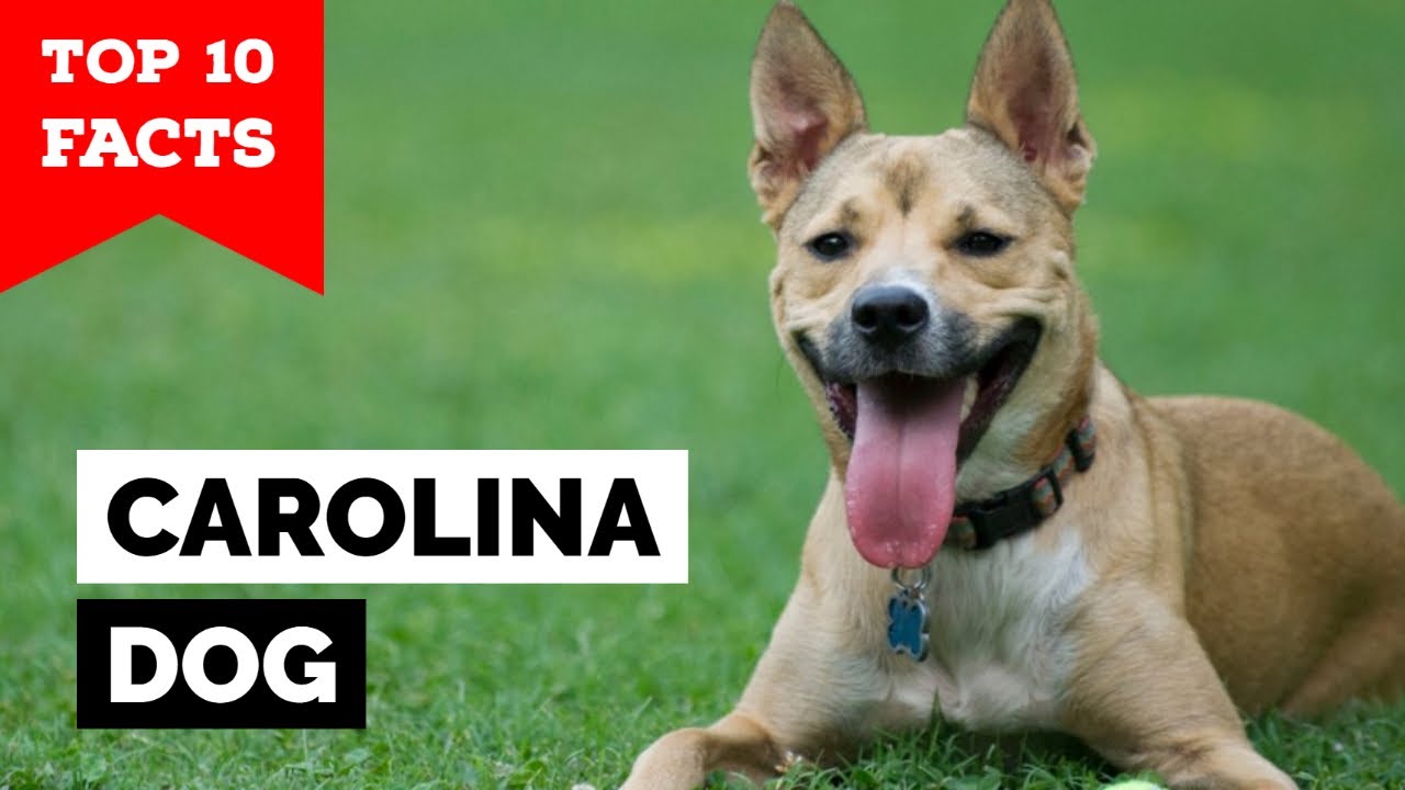 How To Train A Carolina Dog