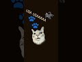 UIAAAAA🐈⬛🐈⬛