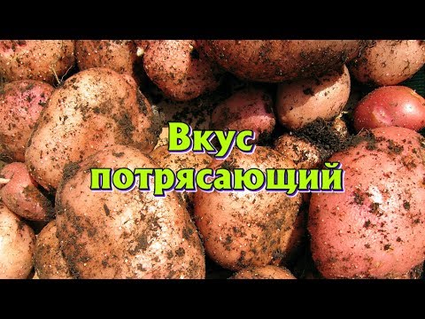 Лучшие самые урожайный раннеспелые сорта картошки для подмосковья и средней полосы России.