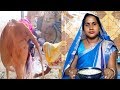 गाय बच्चा कैसे देती | गाय का सही डिलीवरी ऐसे कराए | Cow delivery tips in hindi