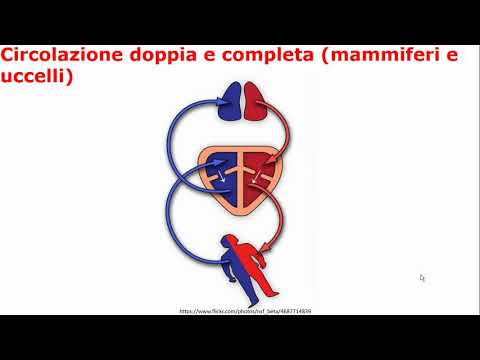 Video: Come funziona il sistema cardiovascolare nei pesci ossei?