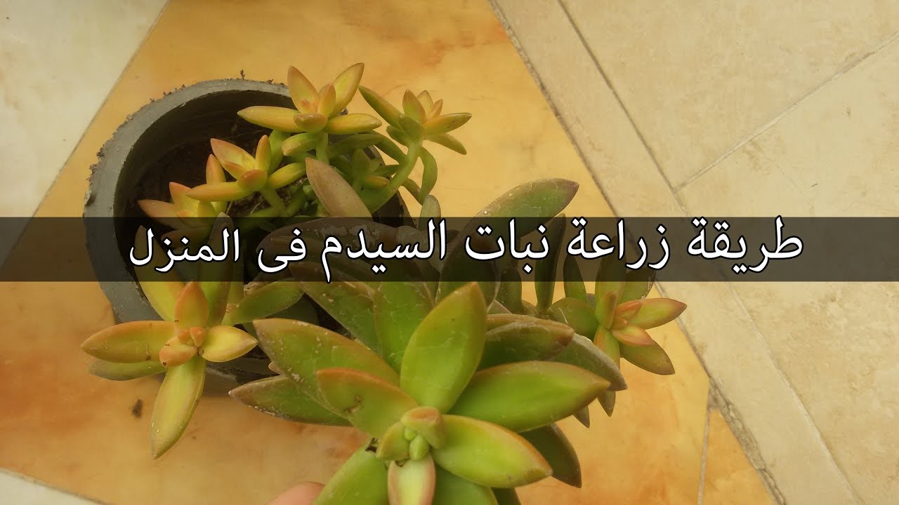 طريقة اكثار صبار السيدم فى المنزل