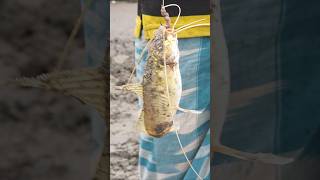 golsha Fishing #shortvideo #shortsfeed #Fishing