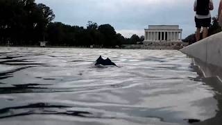 Contractor responsible for work on Lincoln Memorial Reflecting Pool takes responsibility for damage