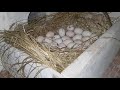 Обустройство индюшиного гнезда.Сколько яйц можно положить под индюшку!