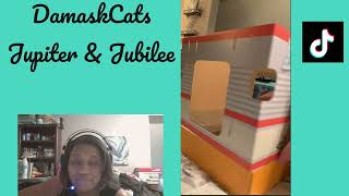 Boots & Barkley Cat Scratcher Live Build by DamaskCats 580 views 1 year ago 19 minutes