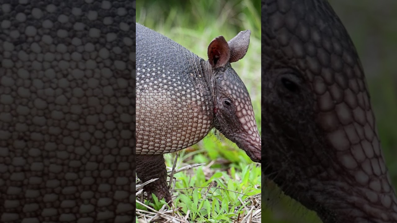 Top 5 Longest Sleeping Animals 💤