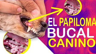 TODO SOBRE EL PAPILOMA BUCAL CANINO by Todo Sobre el Perro 130 views 3 months ago 2 minutes, 34 seconds