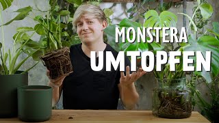 Monstera deliciosa umtopfen: WARUM, Wann & Wie? 🧐