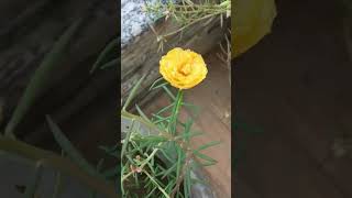 pushp ki seva kro        #flowers #nature #status #youtubeshorts #trending #food #bakingideas#shorts