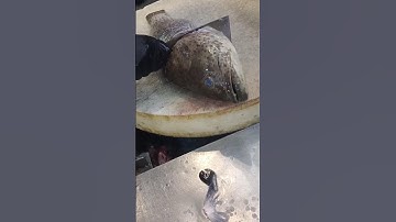 professional fresh grouper fish cutting slice skills #short video