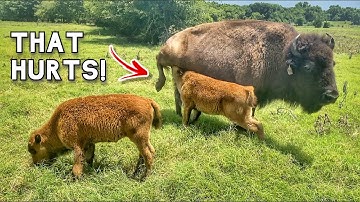 OUCH! This is why you have to WEAN baby Bison & Buffalo...