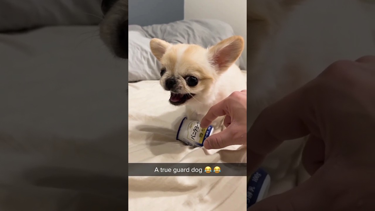 Angry And Cute Dog ?❤️ #shorts #dog #short