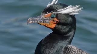 Birdhoven: Double-Crested Cormorant by Baron Cosimo 106 views 1 year ago 2 minutes, 51 seconds
