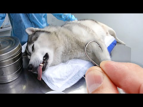 Видео: Как спасти собаку, которая проглотила рыболовный крючок, без операции